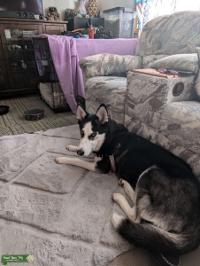 Looking to breed my female husky Listing Image