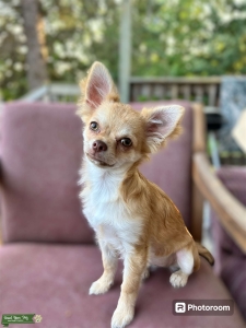 AKC female Listing Image