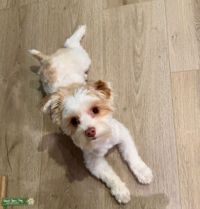 Exotic Parti Yorkie Listing Image