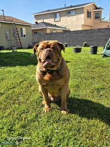 STUD AKC Dogue de Bordeaux  Listing Image
