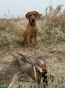 Stud Red Fox Lab AKC Registered Listing Image
