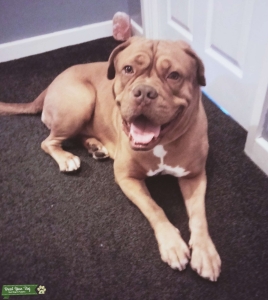 DOGUE DE BORDEAUX FEMALE READY TO MATE Listing Image