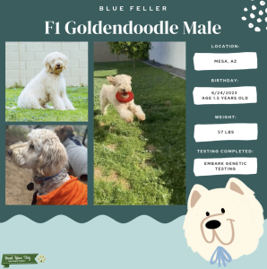 F1 Goldendoodle Stud looking for his girl Listing Image