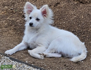 White fox face pomeranian Listing Image