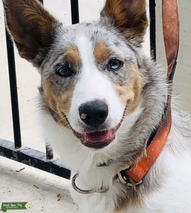 Tri Merle female  Listing Image