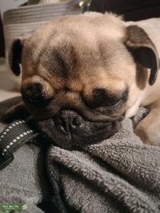 Female Pug Listing Image