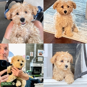 The Best Maltipoo Stud  Listing Image