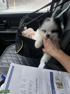 Pomeranian Looking for Stud Listing Image