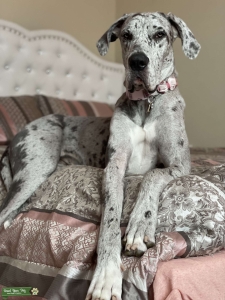 Female Merle looking for stud Listing Image