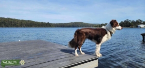 Brown and White Female Listing Image