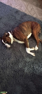 AKC boxer stud Listing Image