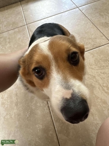 Pembroke Welsh Corgi Listing Image