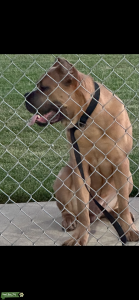 Fawn Cane corso Listing Image