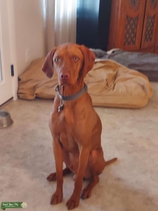 Perfect Golden Rust Vizsla Stud Listing Image