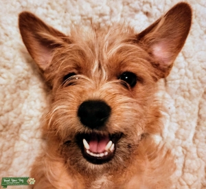 Sweet Chorkie, we are in the planning stage. Listing Image