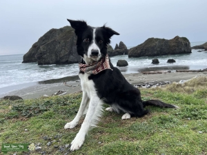Border collie bitch in need of stud Listing Image