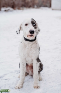 Old English Sheepdog Stud - 3 Years old  Listing Image