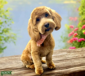 Petite Golden Doodle Stud-15lbs Listing Image