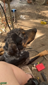 Merel male catahoula leopard dog Listing Image