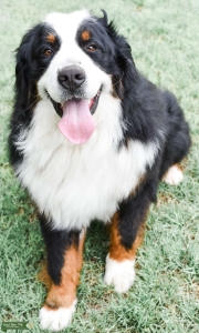 Proven Stud -Health/Genetic tested with Champion lines  Listing Image