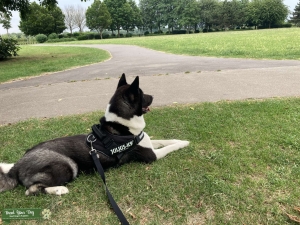American Akita bitch Listing Image