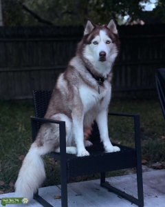 Siberian Husky Purebred - brown/white Listing Image