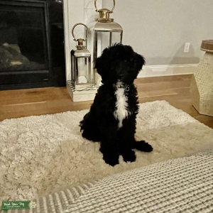 Aussiedoodle stud looking for mate Listing Image