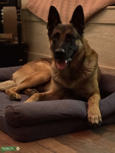 Belgian Malanoi German Shepherd  Listing Image