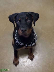 Male Rottweiler  Listing Image