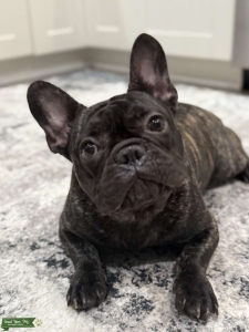 Stud Frenchie Listing Image