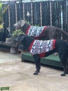 2.5 years old AKC pure bred Labrador sisters Listing Image