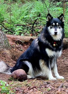 Fun loving Wolf dog for stud  Listing Image