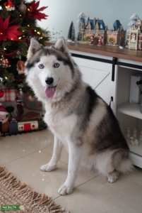 Siberian Husky for Stud Listing Image