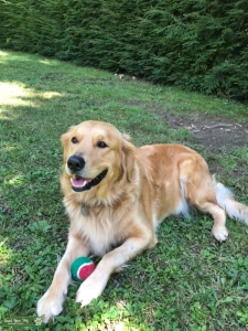 Beautiful Female Golden Retriver/English Cream Listing Image