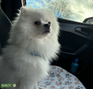 White Russian Pomeranian Listing Image