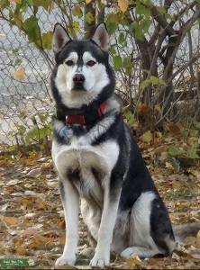 Buy husky stud near me Best Sale