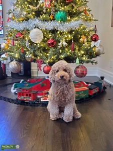 Poodle looking for a Boyfriend  Listing Image