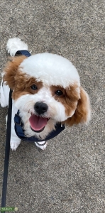 Parti Poodle Listing Image