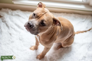 Male pure bred American Staffordshire terrier pitbull Listing Image
