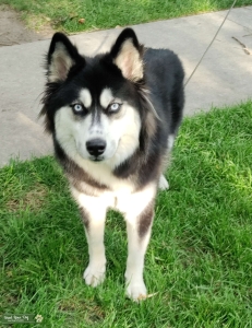 Siberian Husky Listing Image