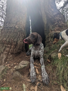 Looking for a gsp stud Listing Image