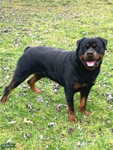 Rottweiler Stud-New Jersey Listing Image