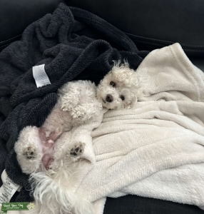 Maltipoo Stud Listing Image