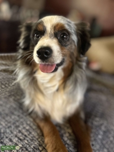 Toy Merle Australian Shepherd Listing Image