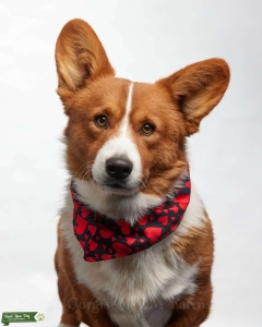 AKC Grand Champion Dog  Listing Image
