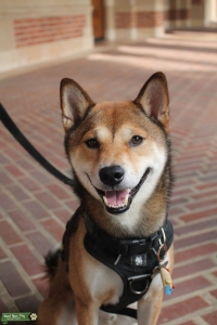 Male Sesame Shiba Listing Image