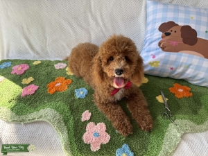 toy poodle male Listing Image