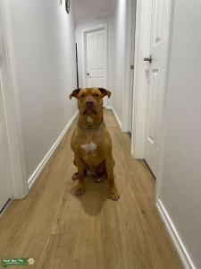 Well Tanned Stud Available  Listing Image