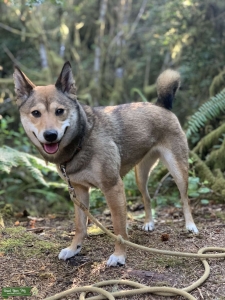 Sesame Shiba Inu (1st time breeding) Listing Image