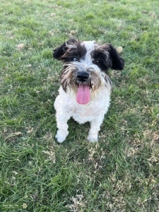 Black and White Schnauzer Listing Image